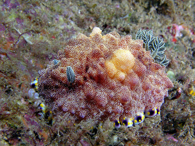 Chromodoris spC